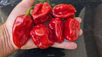 Avenir - Pepper Seeds - White Hot Peppers